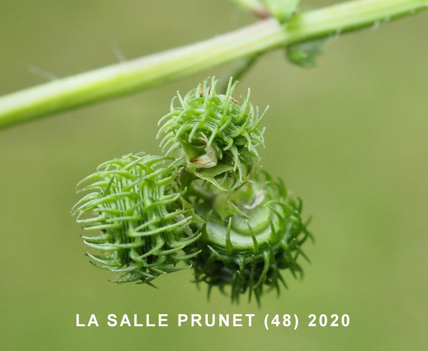 Medick, Spotted fruit